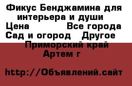 Фикус Бенджамина для интерьера и души › Цена ­ 2 900 - Все города Сад и огород » Другое   . Приморский край,Артем г.